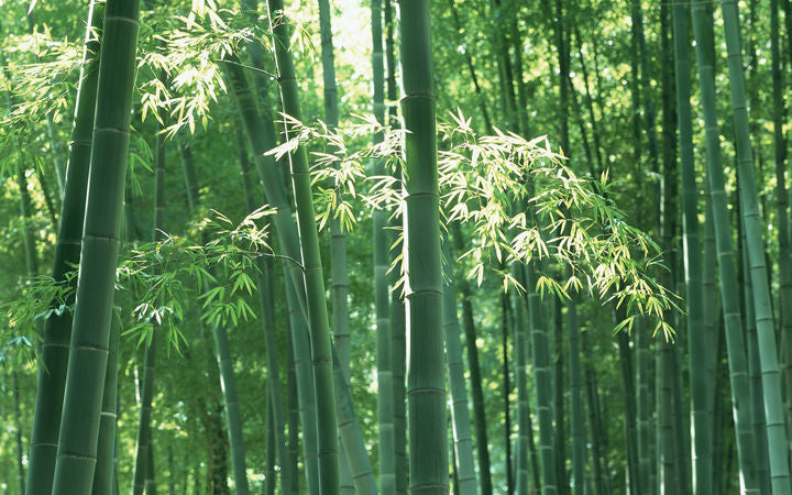Wood toilet paper VS Bamboo toilet paper, which is better?